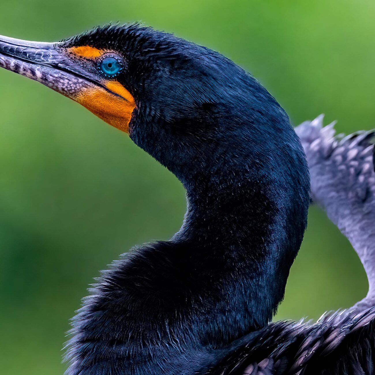 Cormorant, U.S.