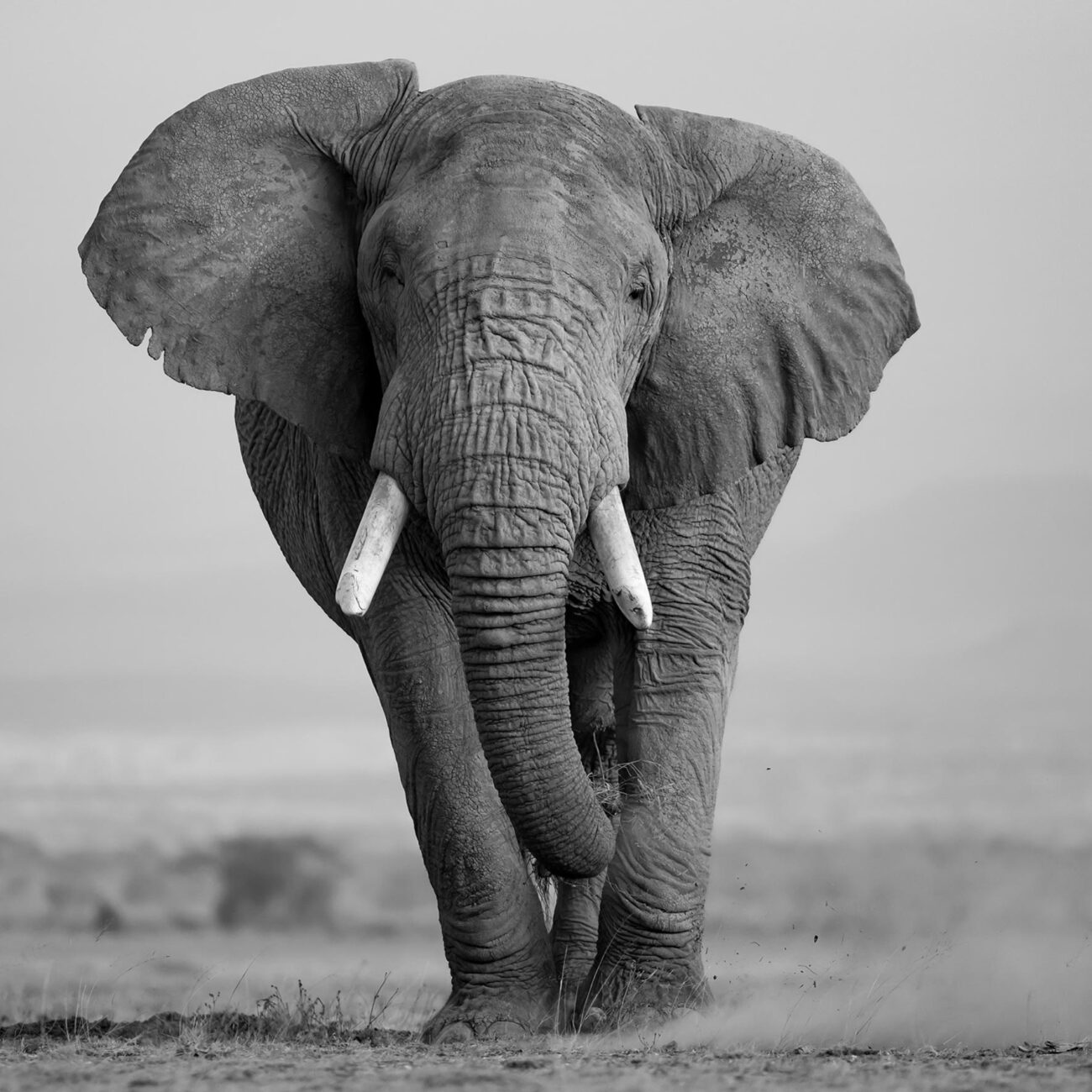 Elephant, Kenya