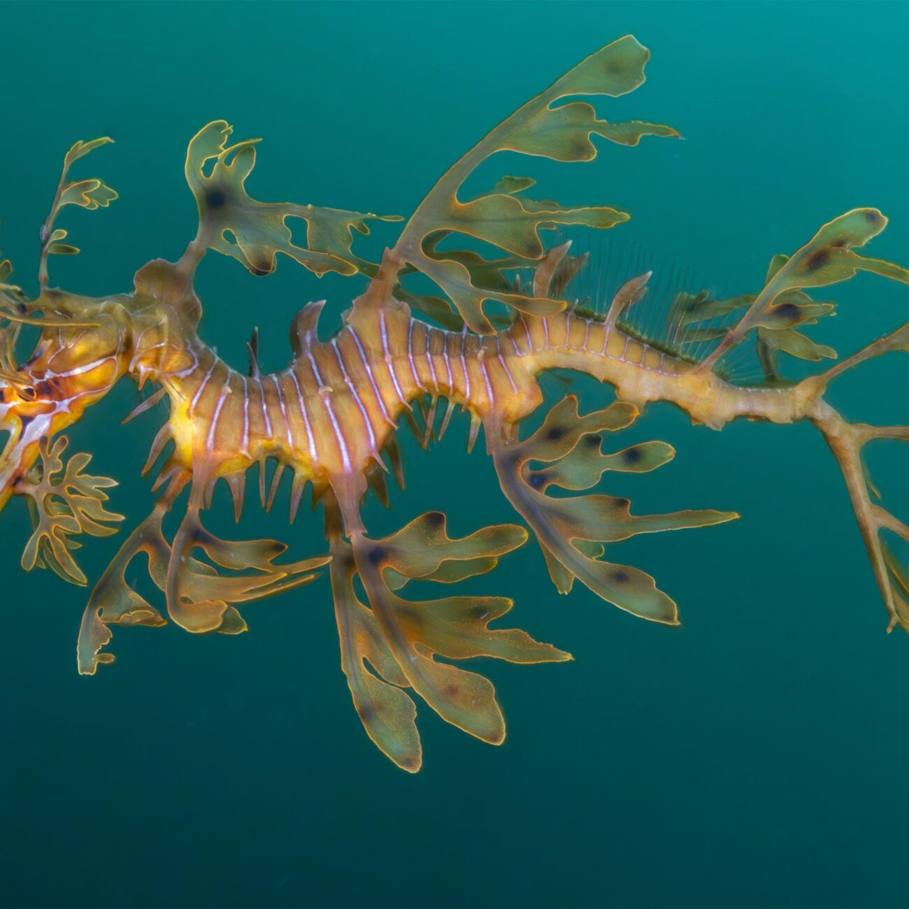 Leafy Sea Dragon, Australia