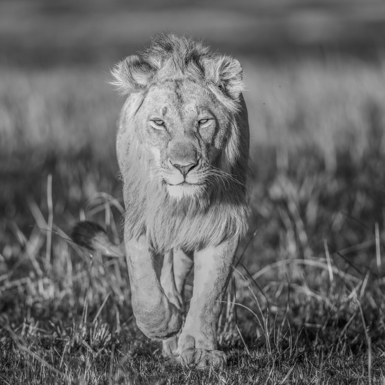 Lion, Kenya