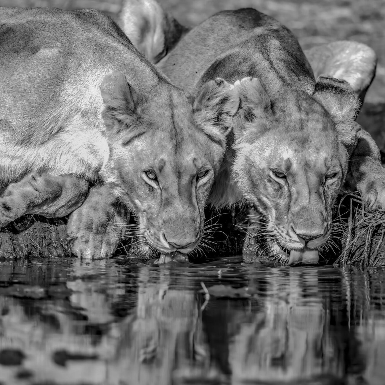 Lionesses, Kenya