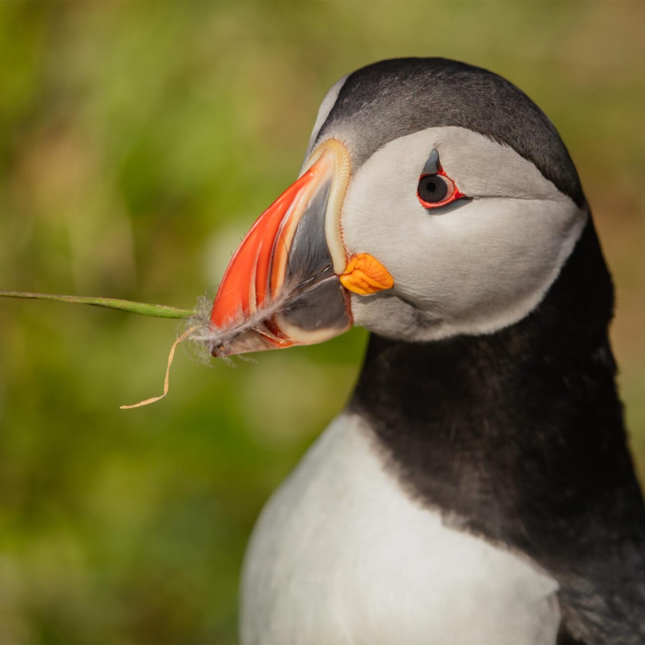 Atlantic,Puffin, Iceland
