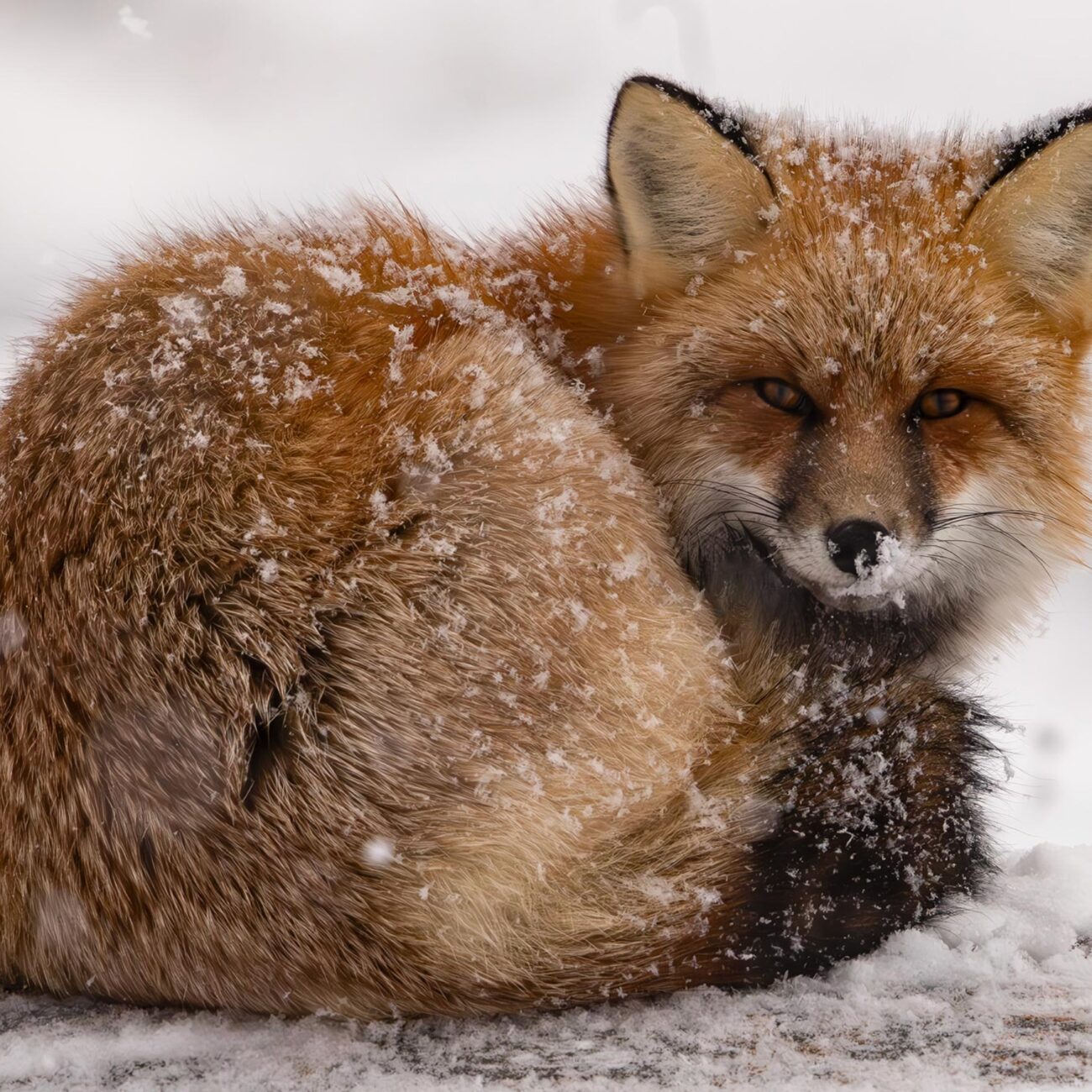 Red Fox, Canada