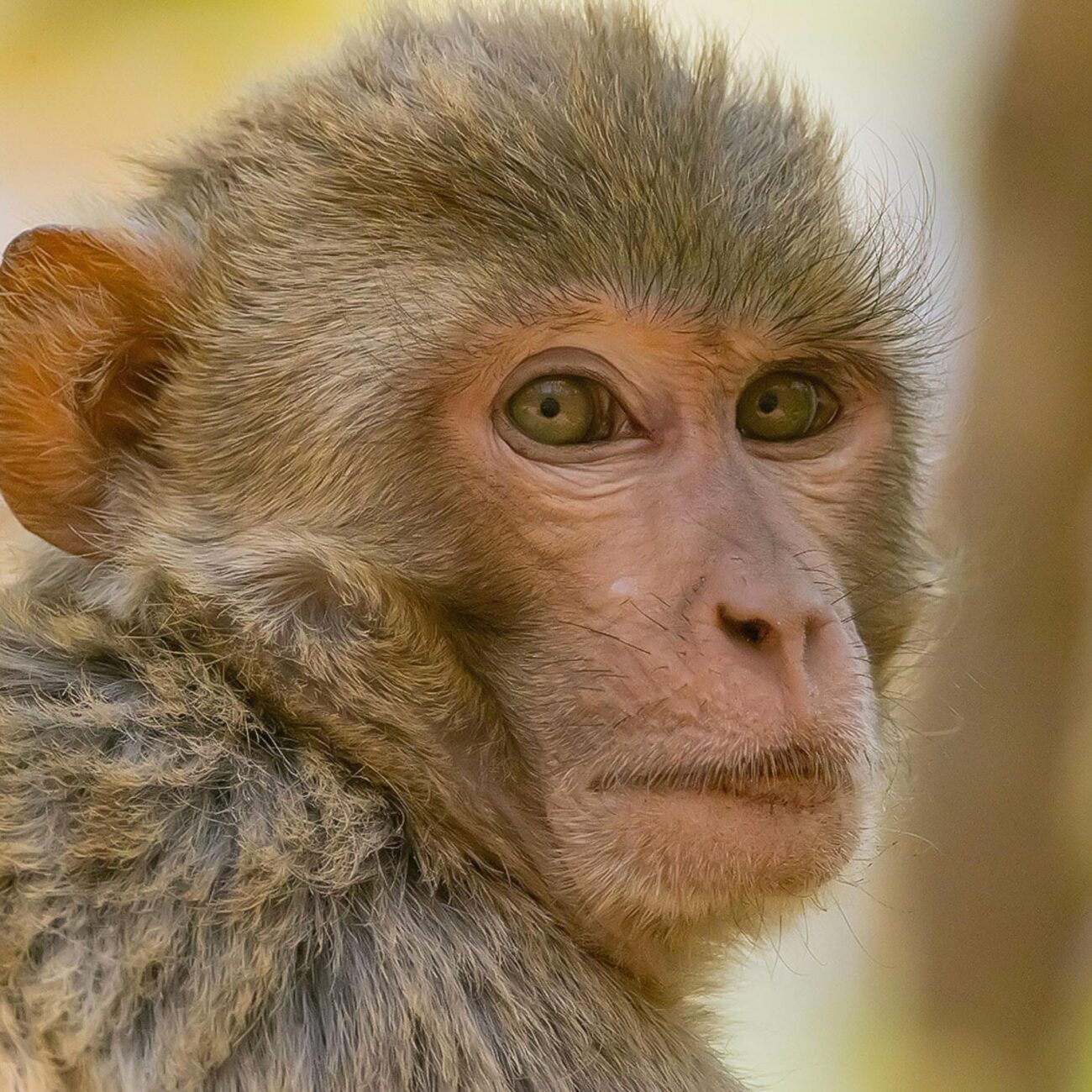 Rhesus Monkey: India