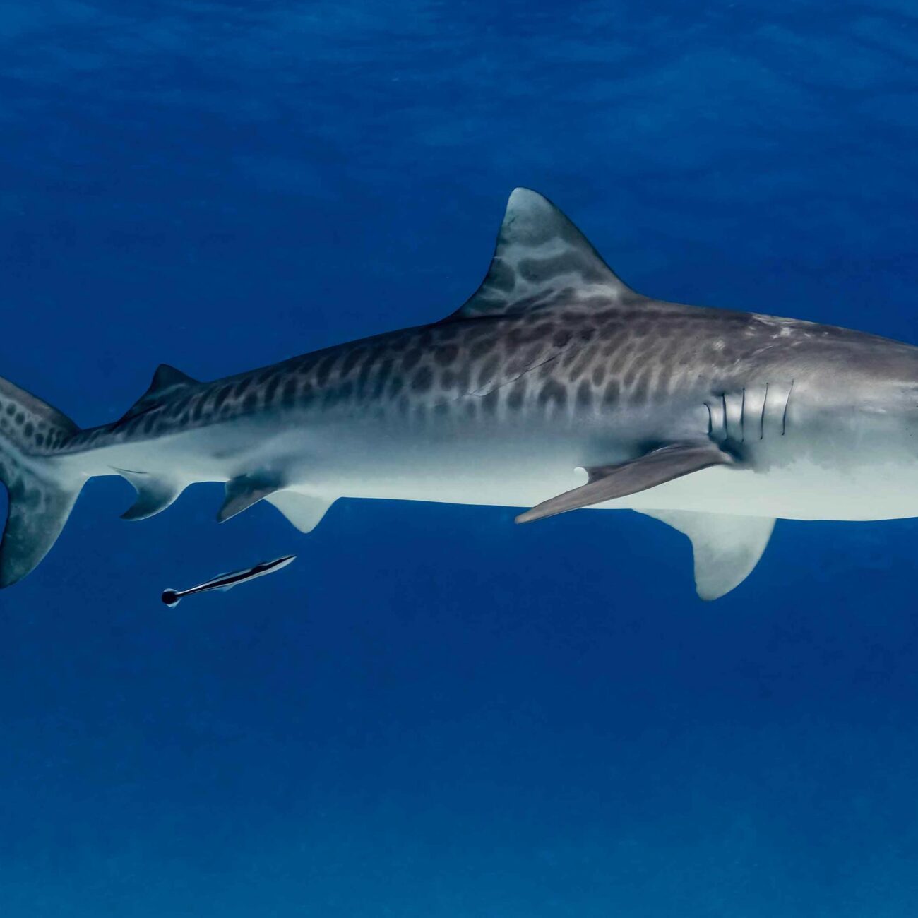 Toger Shark: Bahamas