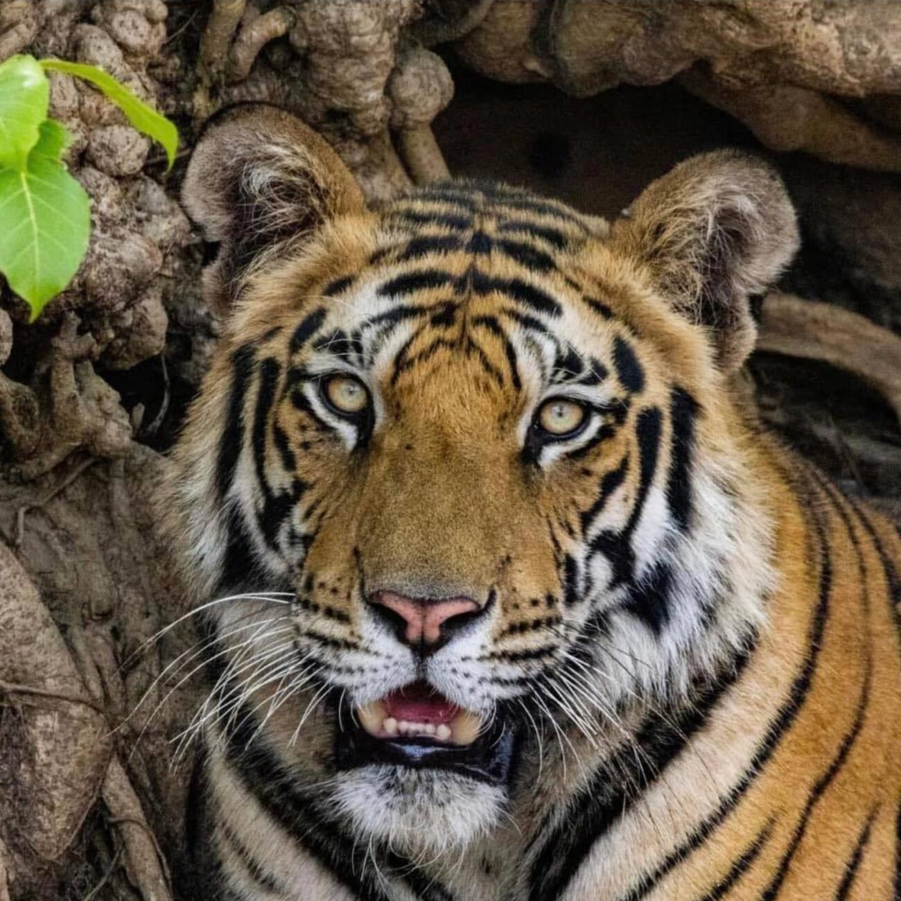 Tiger Cub: India